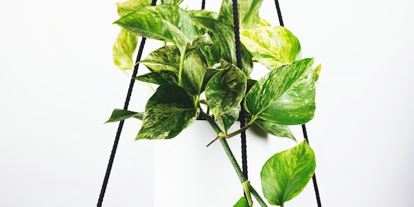 英超联赛冠军争夺战曼城、阿森纳、利物浦三强争霸